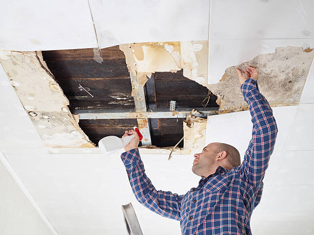 Why You Should Choose Our Mold Remediation Services in Snowmass Village, CO